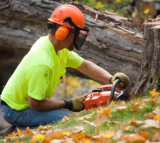 tree services Tome